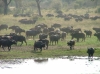 African Conservation Experience