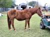 Spirit Acres Farm Equine Rescue and Sanctuary