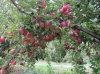 Giamarese Farm & Orchards